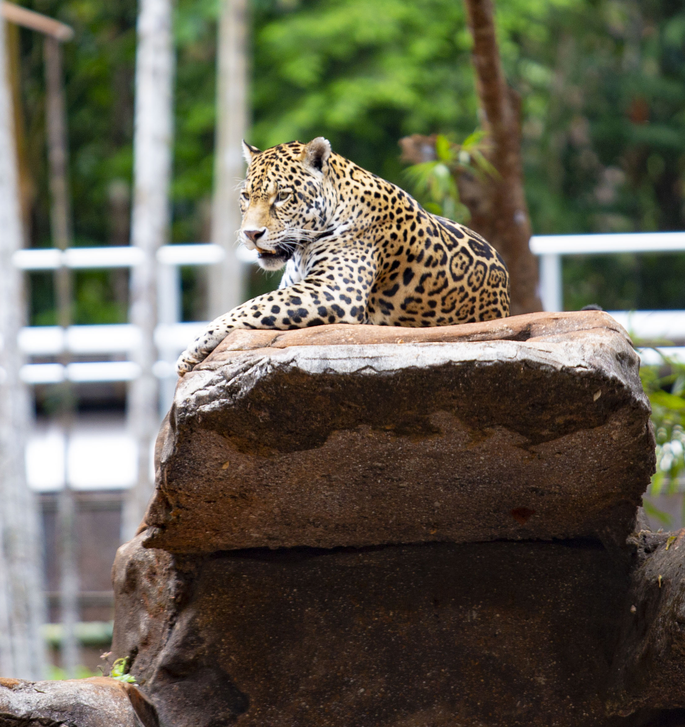 On&ccedil;a-pintada observa atenta o entorno da floresta no BioParque Amaz&ocirc;nia