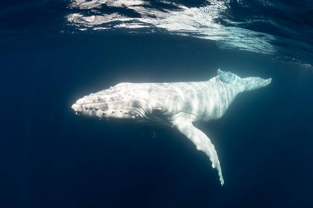Rara baleia jubarte albina é registrada por drone na Austrália; confira vídeo