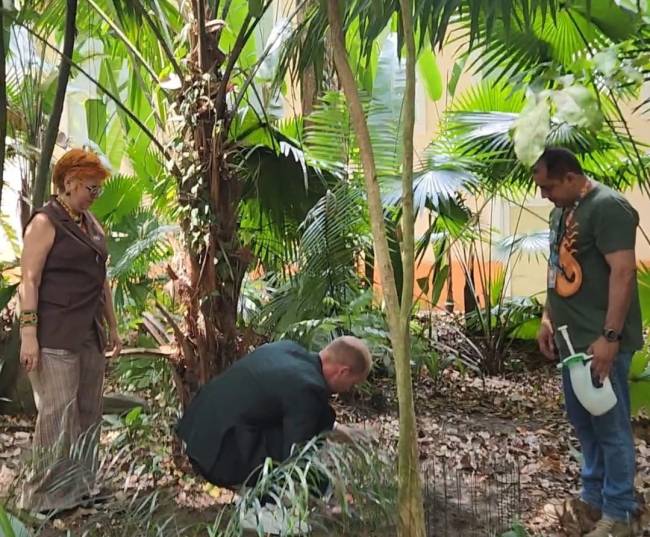 William planta exemplar de cedro-branco, espécie nativa ameaçada de extinção