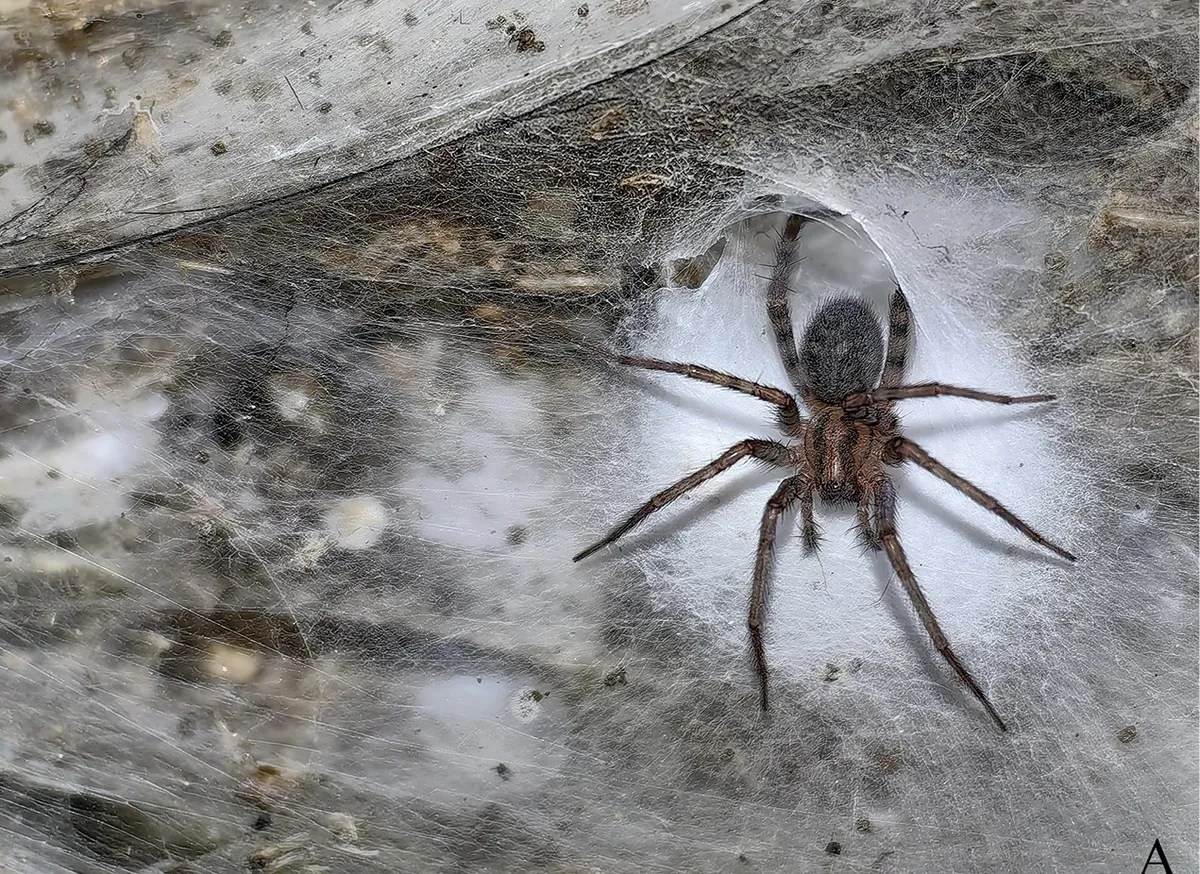 Caverna na Europa abriga megateia com mais de 100 mil aranhas; veja