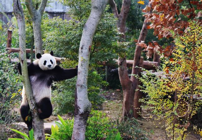 A giant panda plays in a tree during a visit by French first lady Brigitte Macron (not pictured) at the Chengdu research base for giant panda breeding in Chengdu, in China's southwestern Sichuan province on December 5, 2025. (Photo by Ludovic MARIN / POOL / AFP)