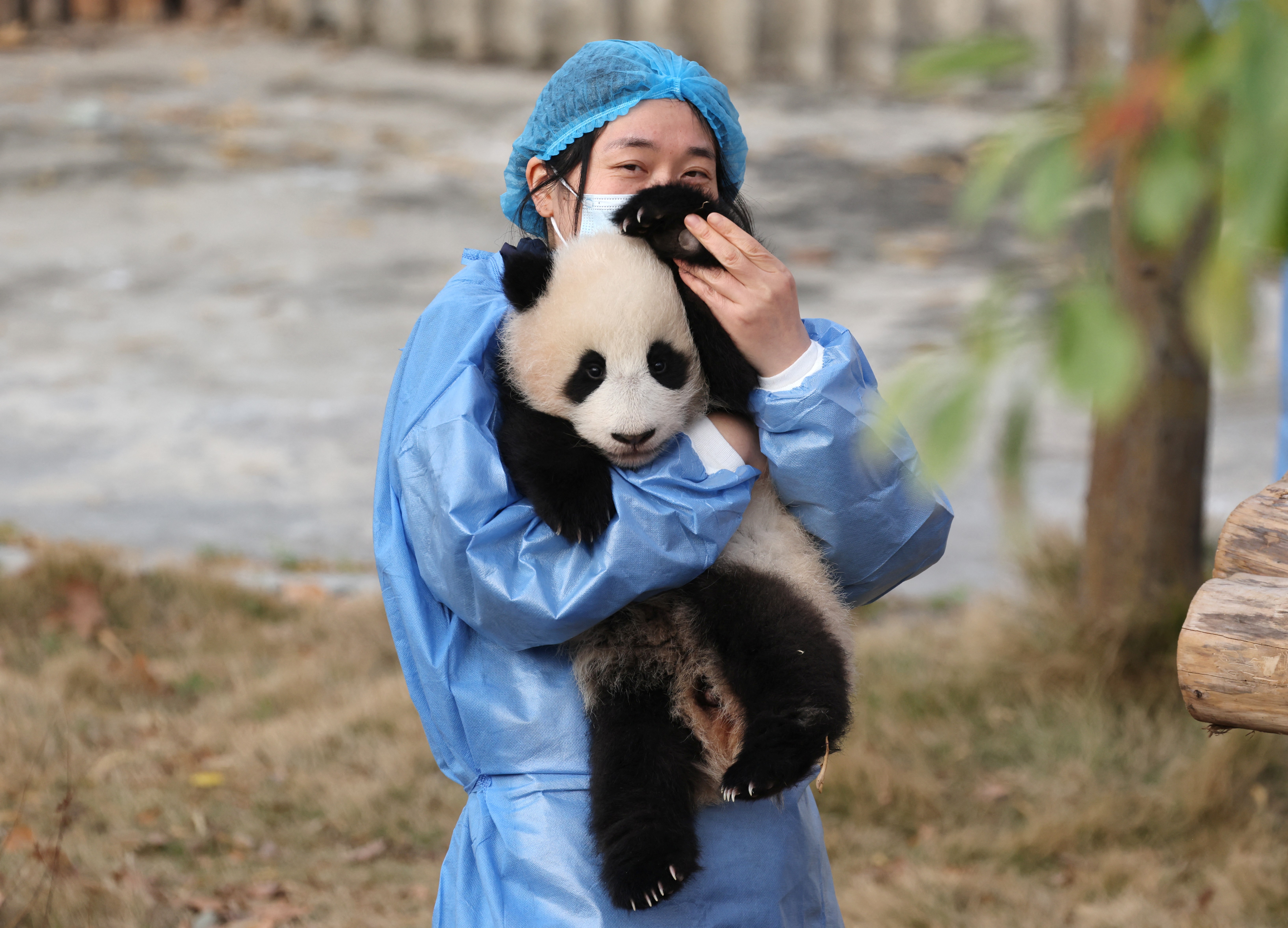 A staff member carries a baby panda during a visit by French first lady Brigitte Macron (not pictured) at the Chengdu research base for giant panda breeding in Chengdu, in China's southwestern Sichuan province on December 5, 2025. (Photo by Ludovic MARIN / POOL / AFP)