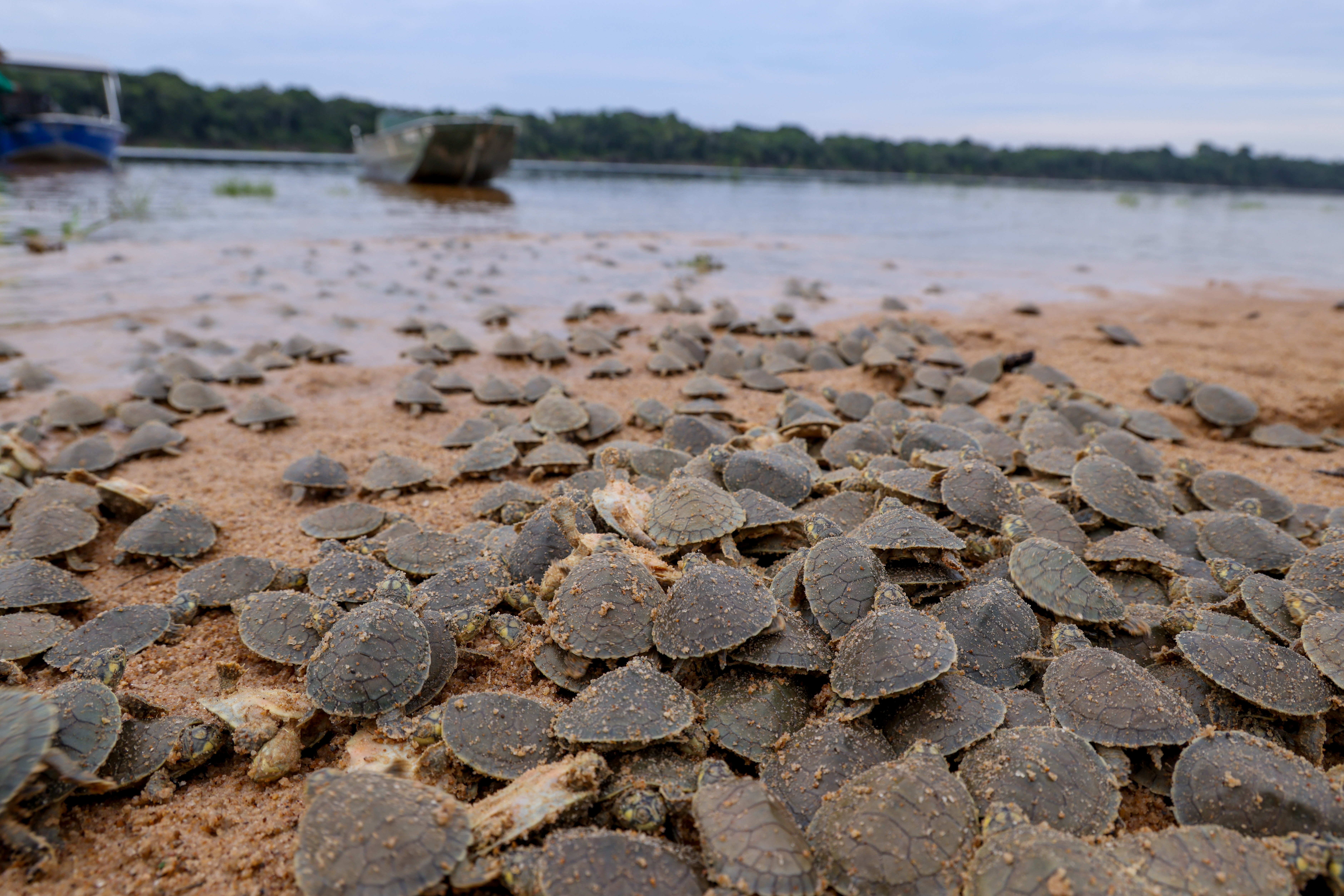 Filhotes de tartaruga no Vale do Guaporé, em Rondônia