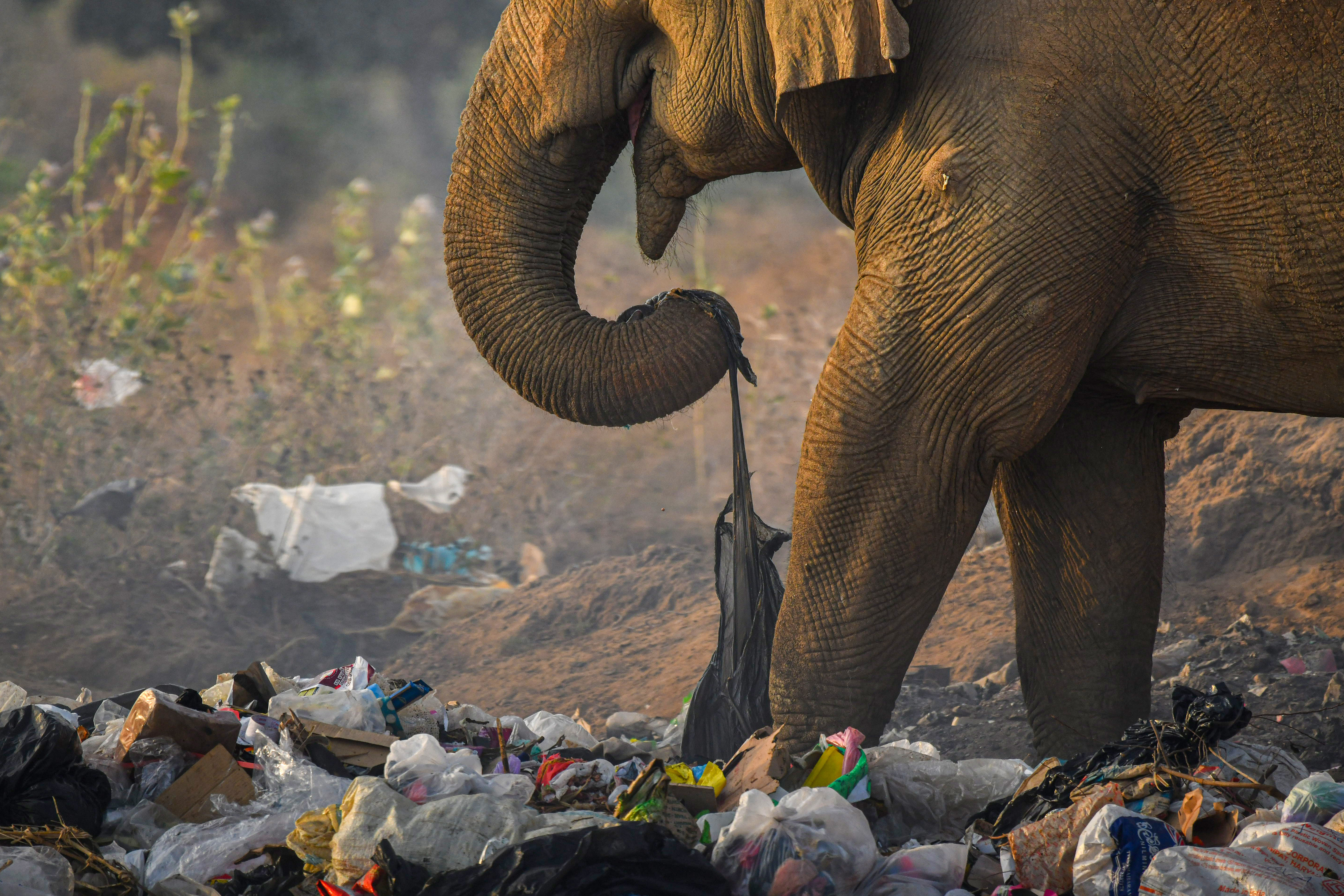 Um elefante selvagem se alimenta de restos de comida, incluindo uma sacola pl&aacute;stica, em Tissamaharama, no Sri Lanka, em 6 de setembro de 2025
