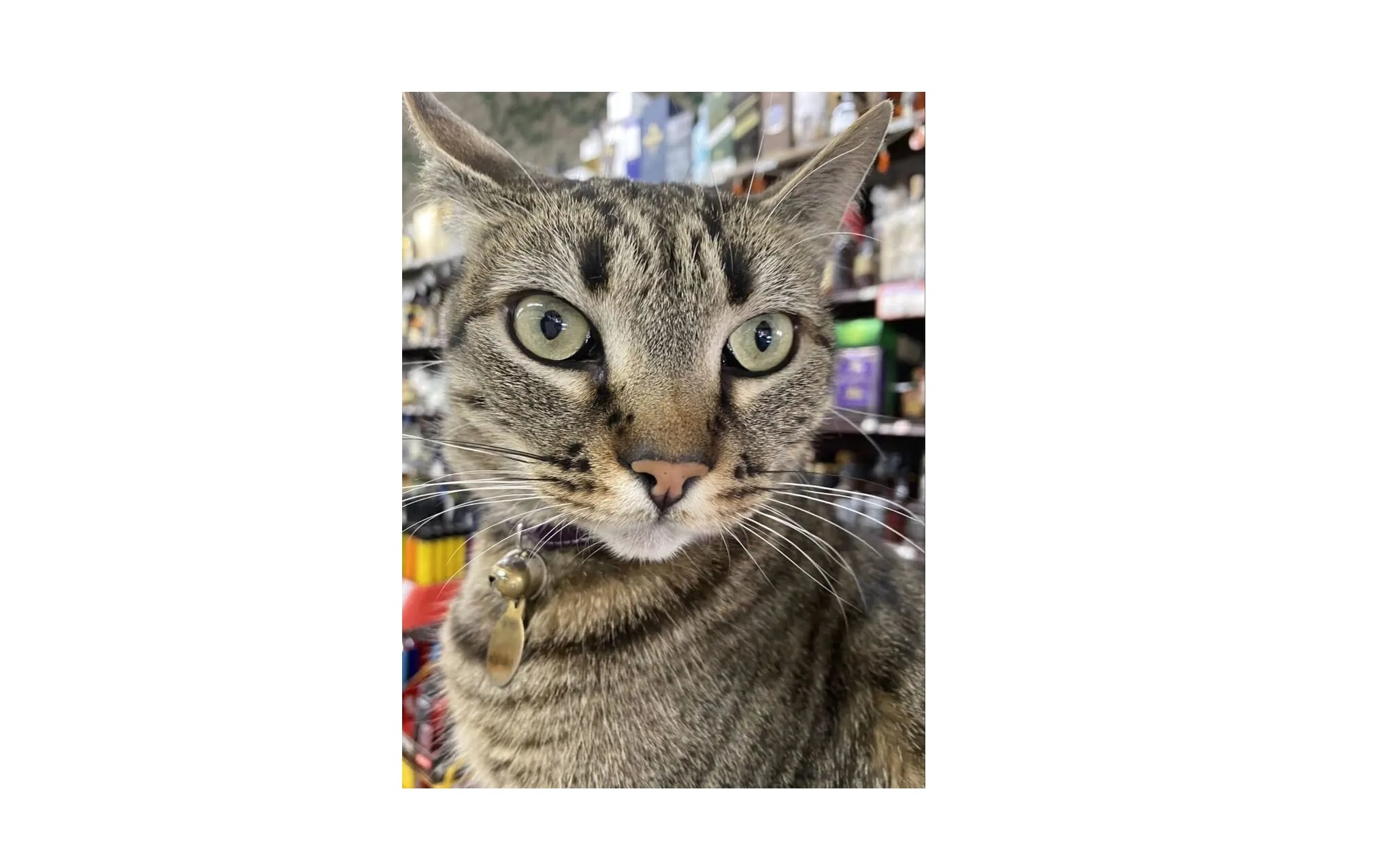 KitKat, o gato vitimado pelo carro autônomo em São Francisco: bichano tinha seis anos de idade e era chamado de