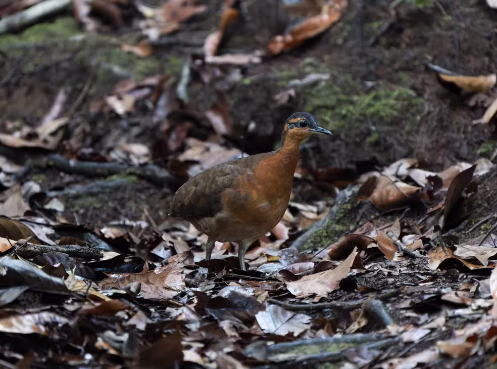 Cientistas descobrem ave no Acre que é dócil e lembra o dodô