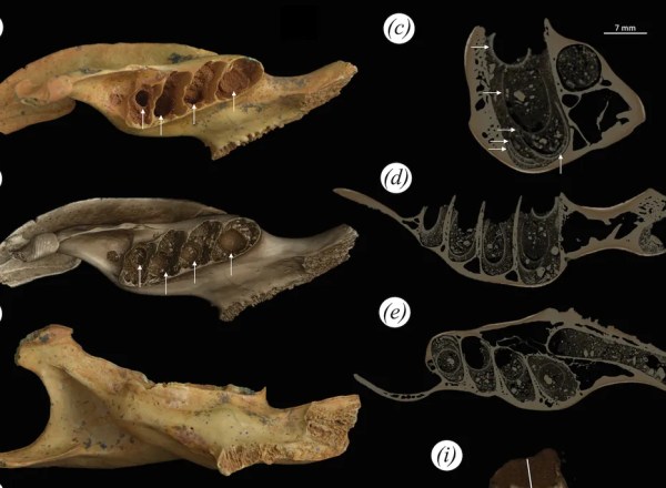 L. Viñola López et al., Royal Society Open Science, 2025 under CC BY 4.0