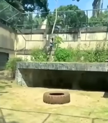 Visitantes do parque filmaram o momento em que Gerson invadiu a jaula da leoa Leona, no último domingo, 30