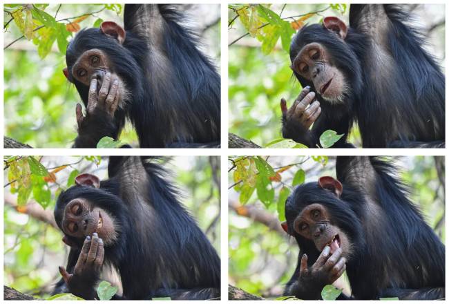 macaco “Procurando pelo ouro”- Chimpanzé dando aquela limpada no salão