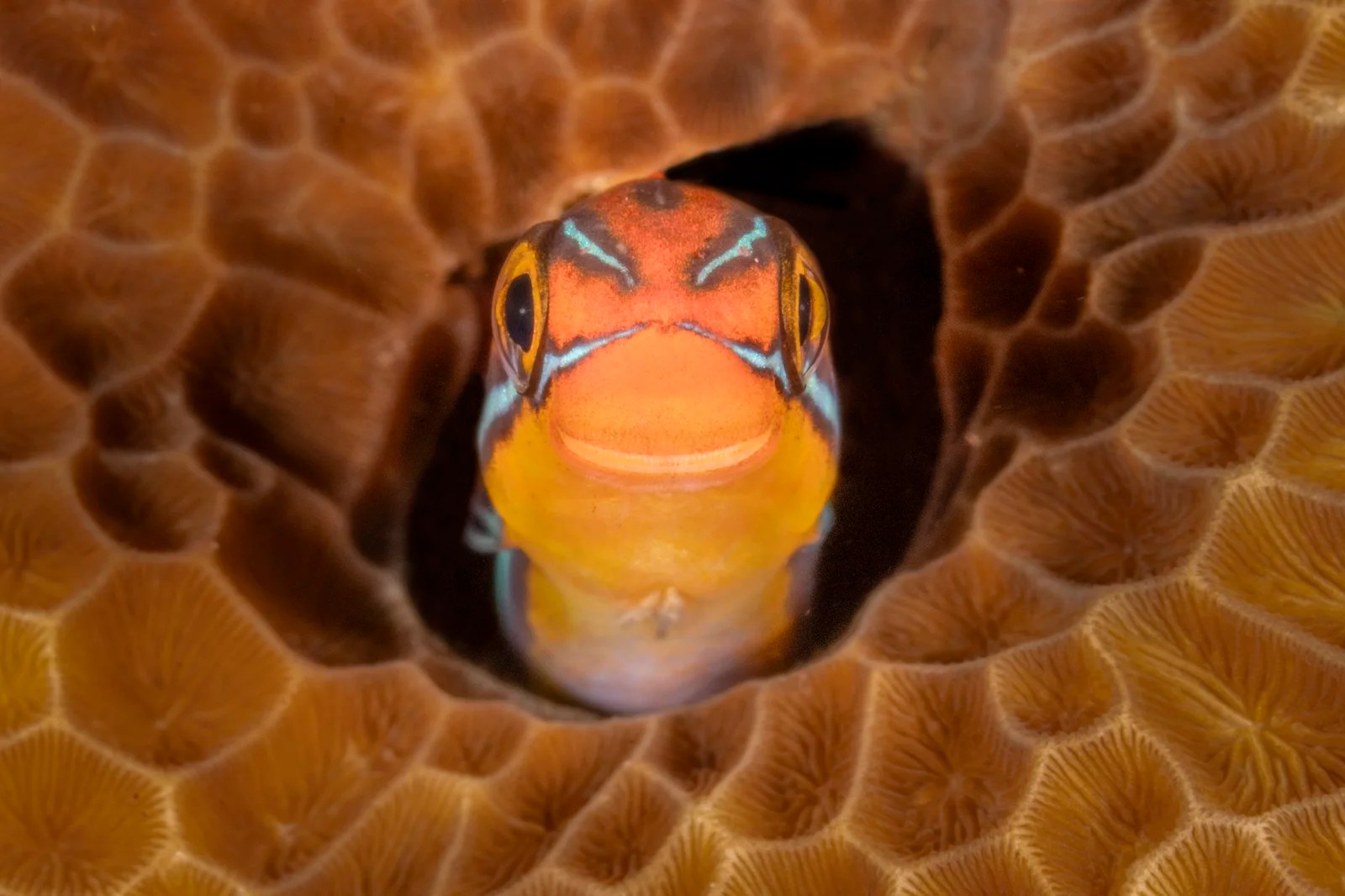 “Sorriso” - Peixe fang blenny sorridente