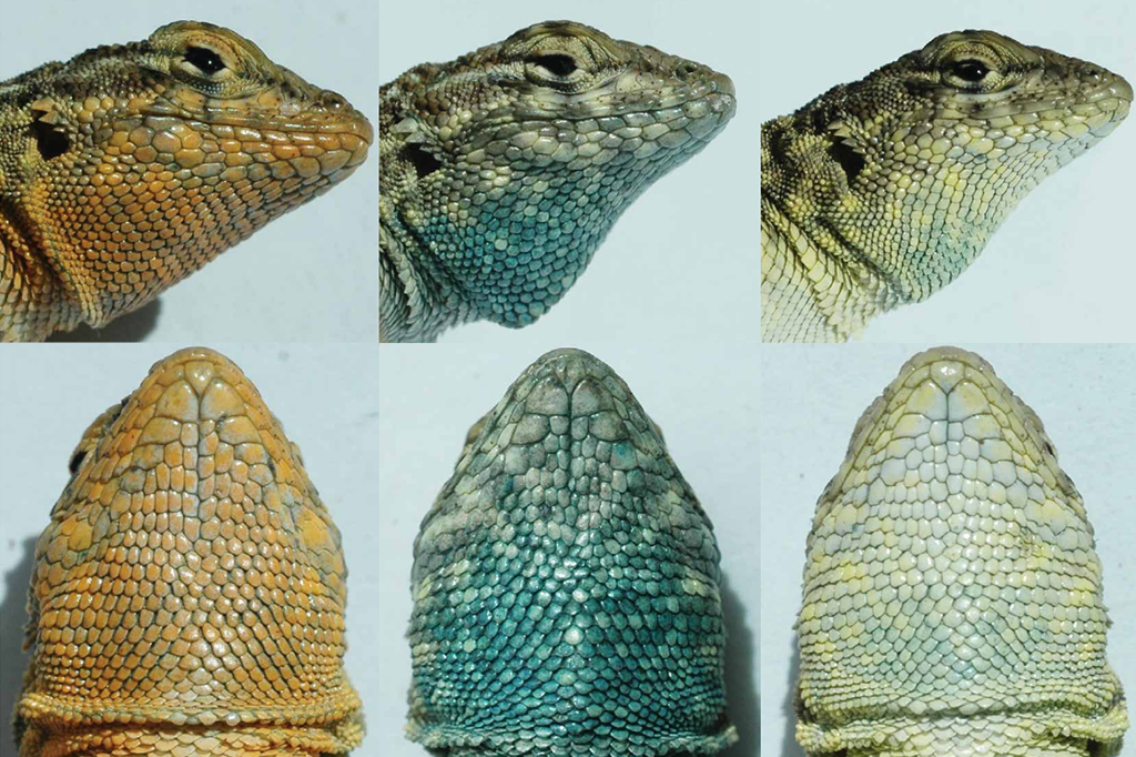 Esses lagartos vivem em um jogo de pedra, papel e tesoura