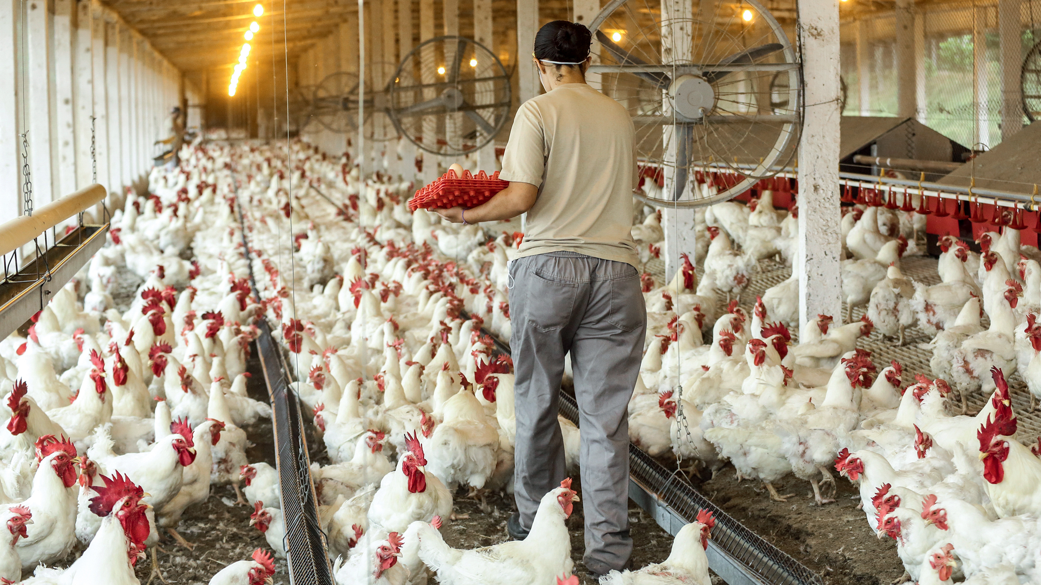 DIANTEIRA -&ensp;Cria&ccedil;&atilde;o de frangos no Paran&aacute;: o agro est&aacute; entre os que mais t&ecirc;m a ganhar com o livre mercado
