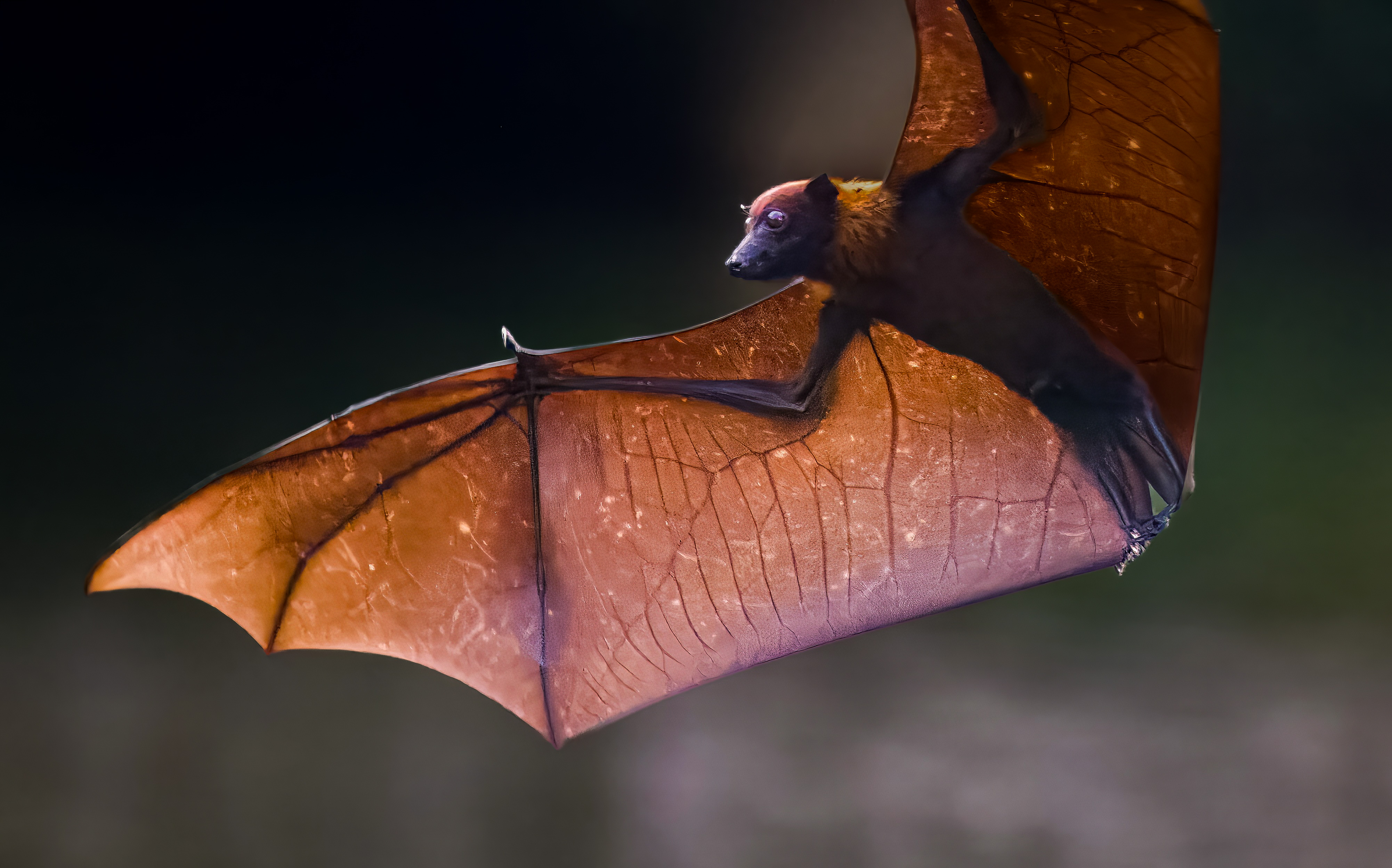 Raposa-voadora, hospedeira do vírus Nipah