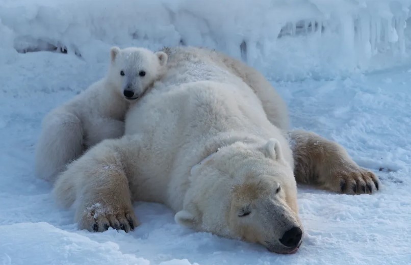 Cientistas sedaram os ursos para realizar medições corporais