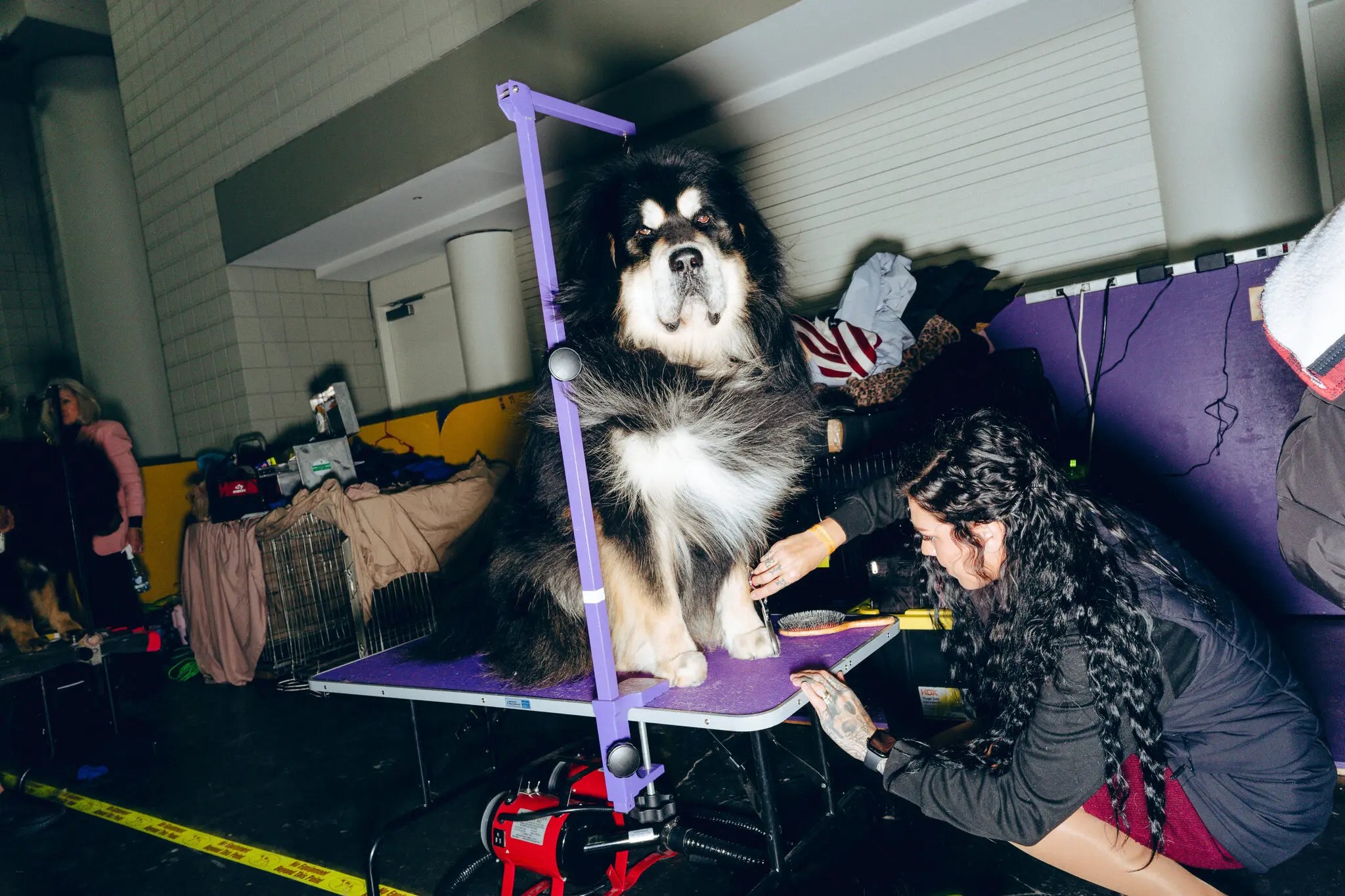 O que acontece nos bastidores do show de cães mais famoso do mundo