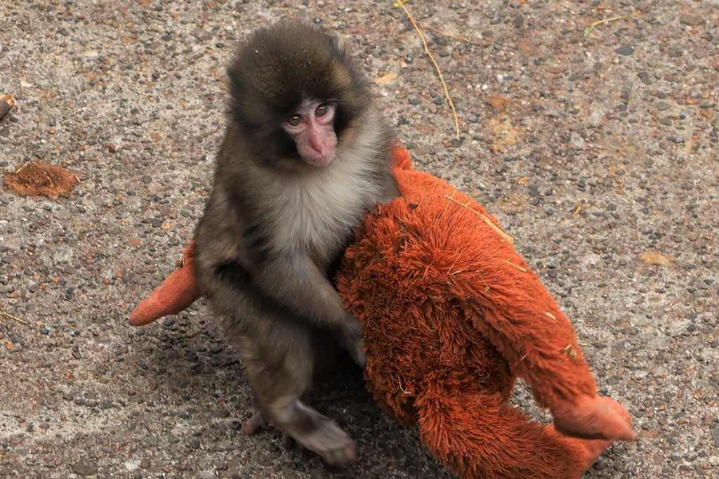 Por que o macaco Punch viralizou? A ciência da fofura explica