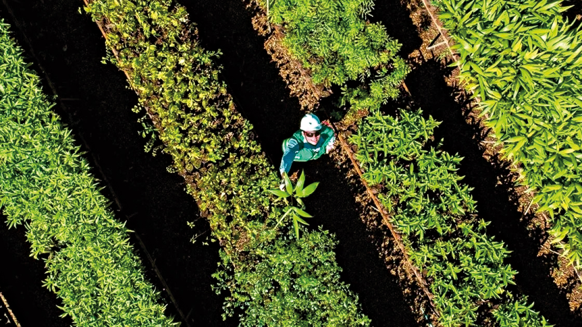 Mudas para o programa de restauração florestal da Vale: ambiente de oportunidade