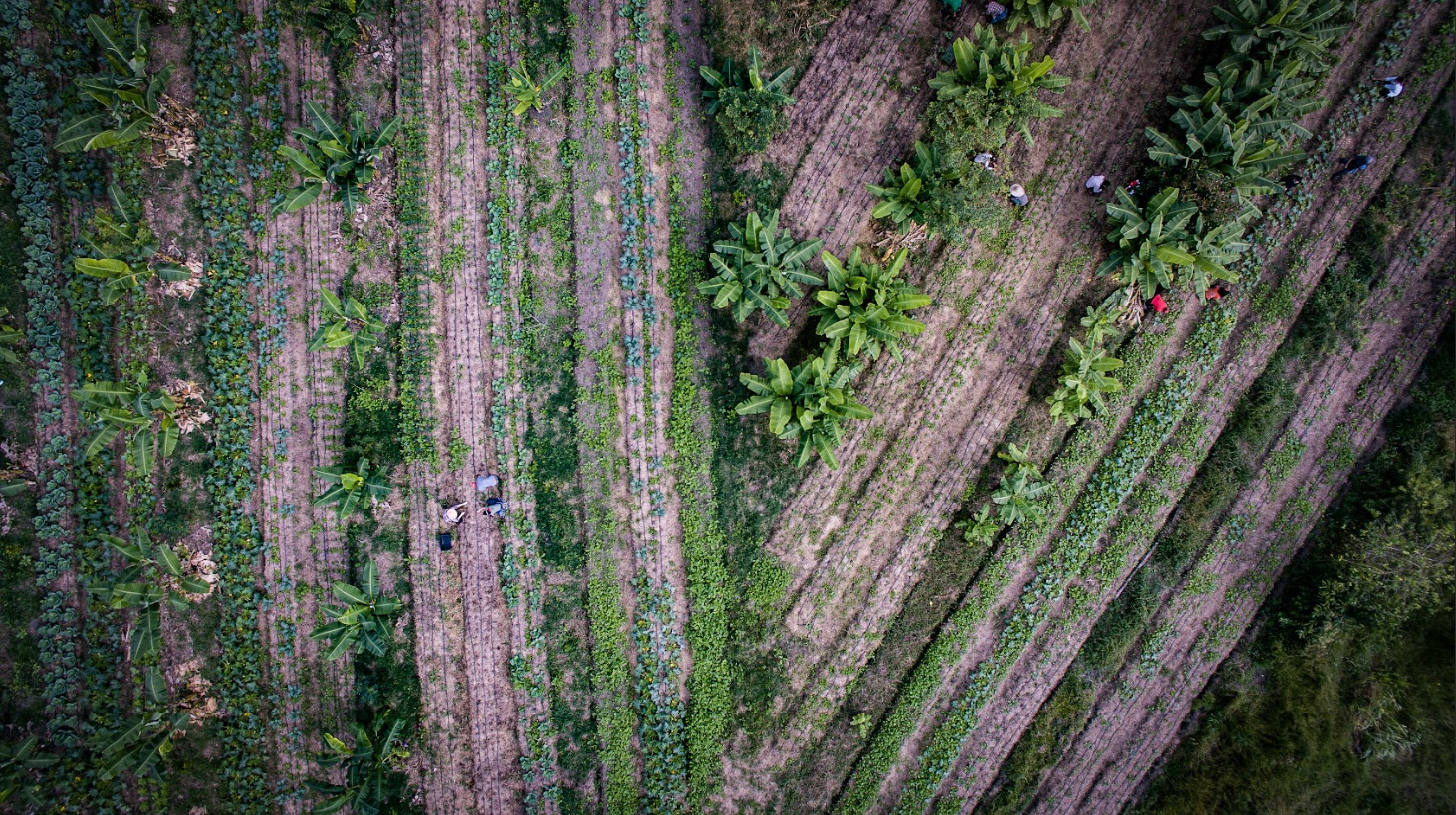 &Aacute;rea de restaura&ccedil;&atilde;o de floresta empreendida pela Funda&ccedil;&atilde;o CERTI