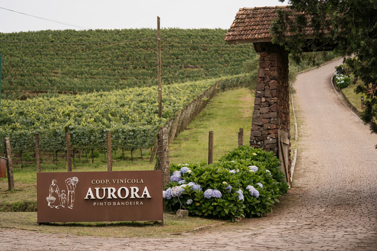 Vínicola Aurora