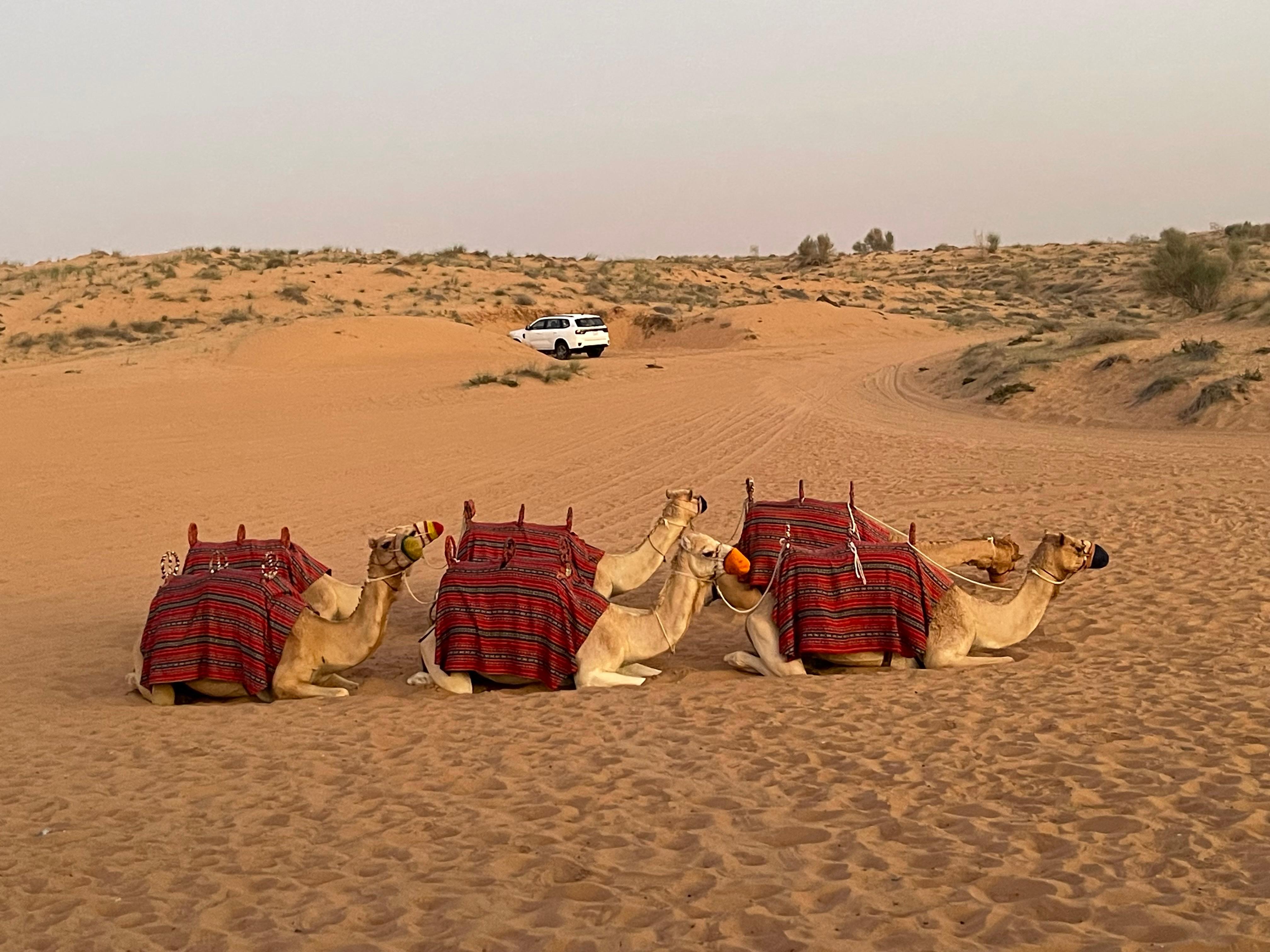 Deserto da Arábia: visita obrigatória para os turistas que terem ter uma experiência completa em Dubai