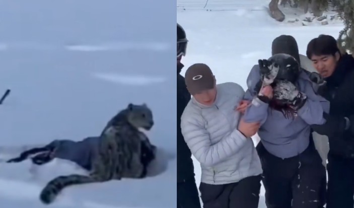 Turista é atacada por leopardo-da-neve na China