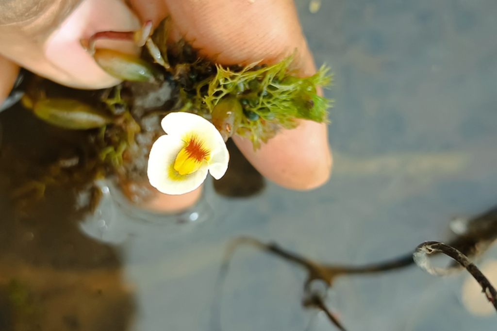 Planta carnívora é encontrada no Piauí após 80 anos sem registros