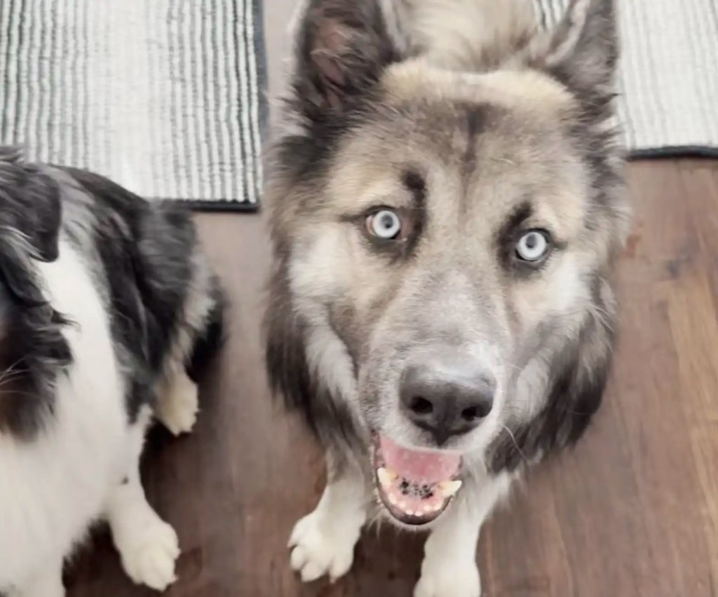 Cão que só ‘entende’ espanhol ganha nova família após tutores serem detidos pelo ICE