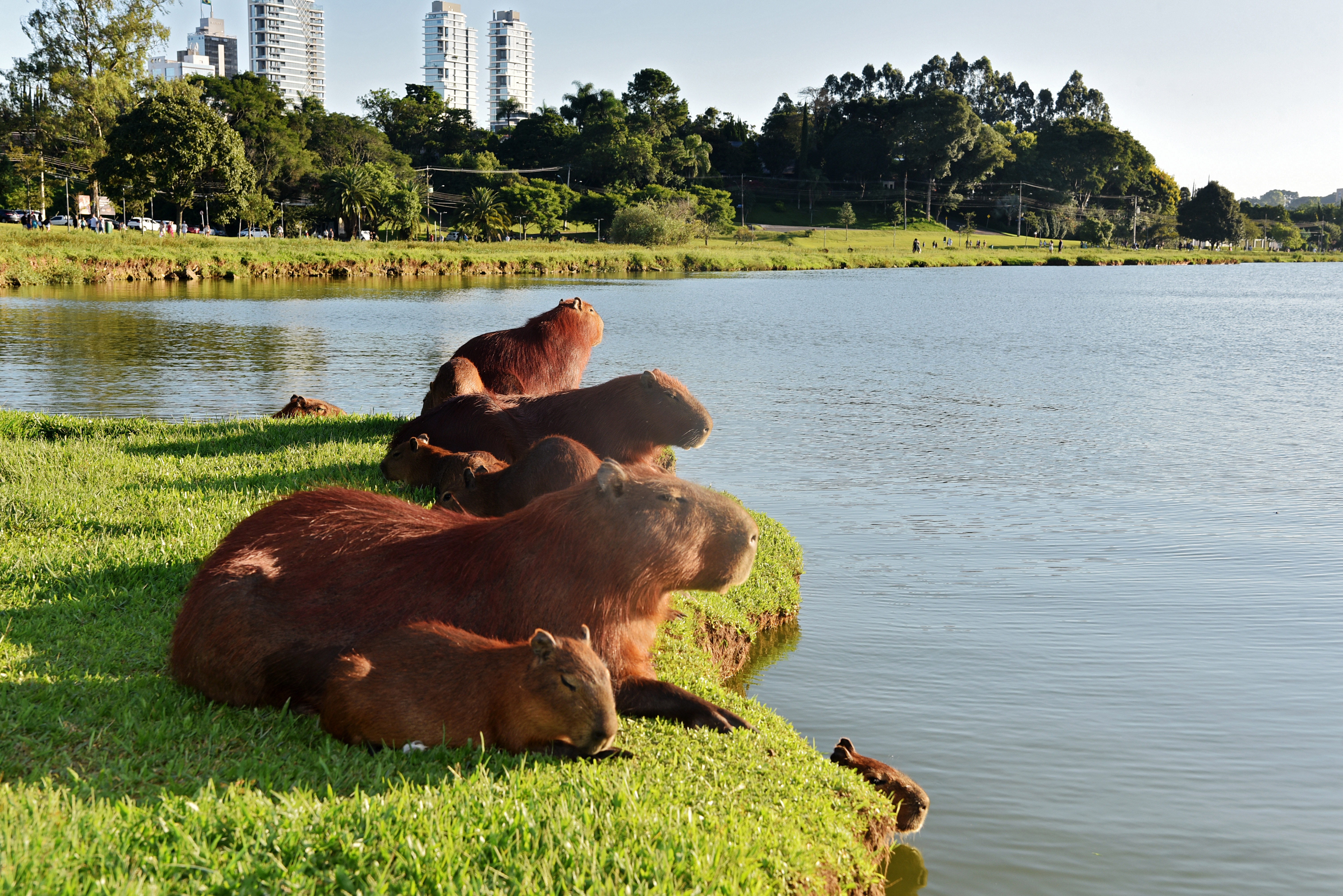 Capivaras descansam à beira do lago no Parque Barigui em 3 de março de 2025, em Curitiba, Brasil.