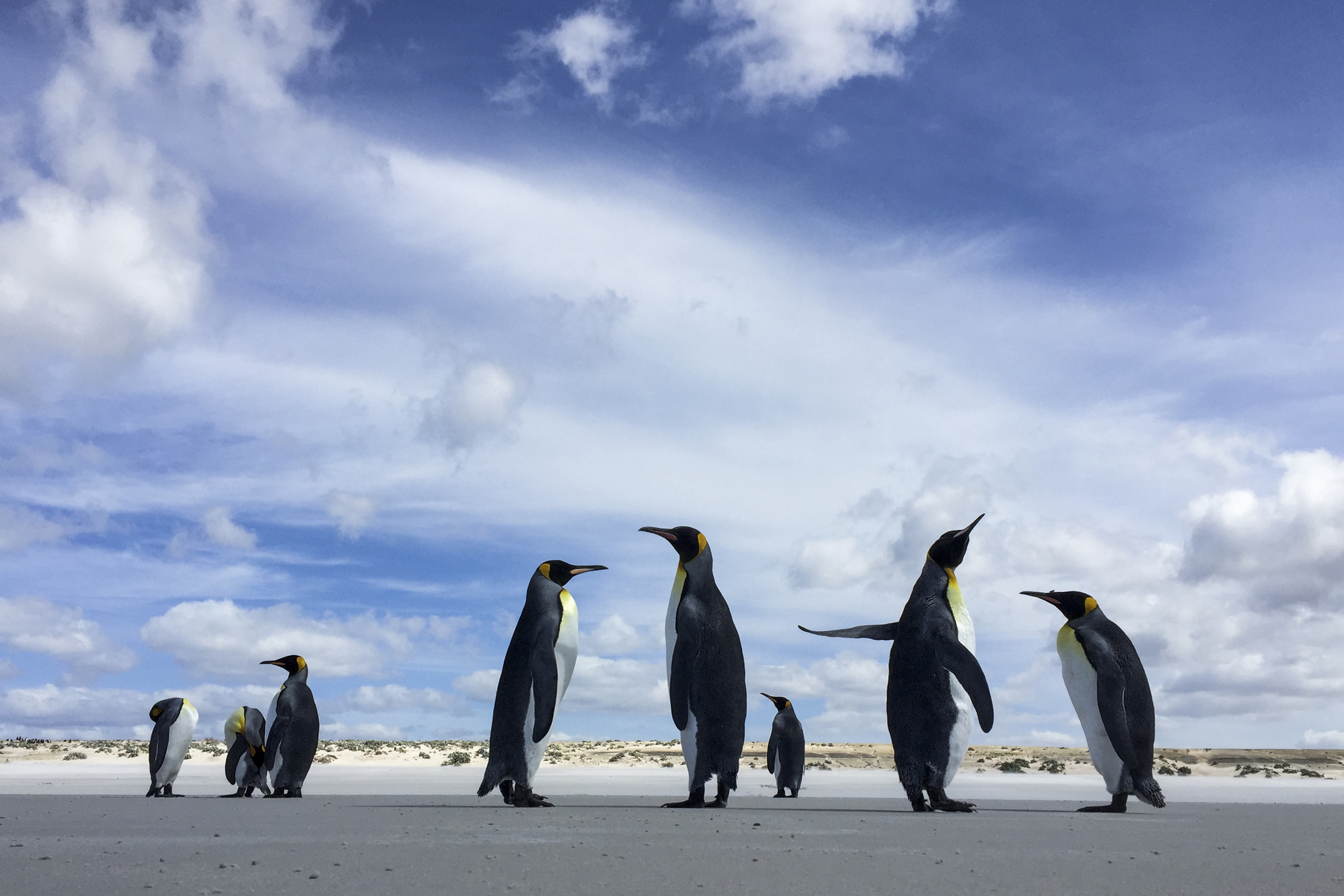 Grupos de pinguins-imperador se reúnem na praia de Volunteer Point, nas Ilhas Malvinas, onde se concentra a maior colônia reprodutiva da espécie no arquipélago