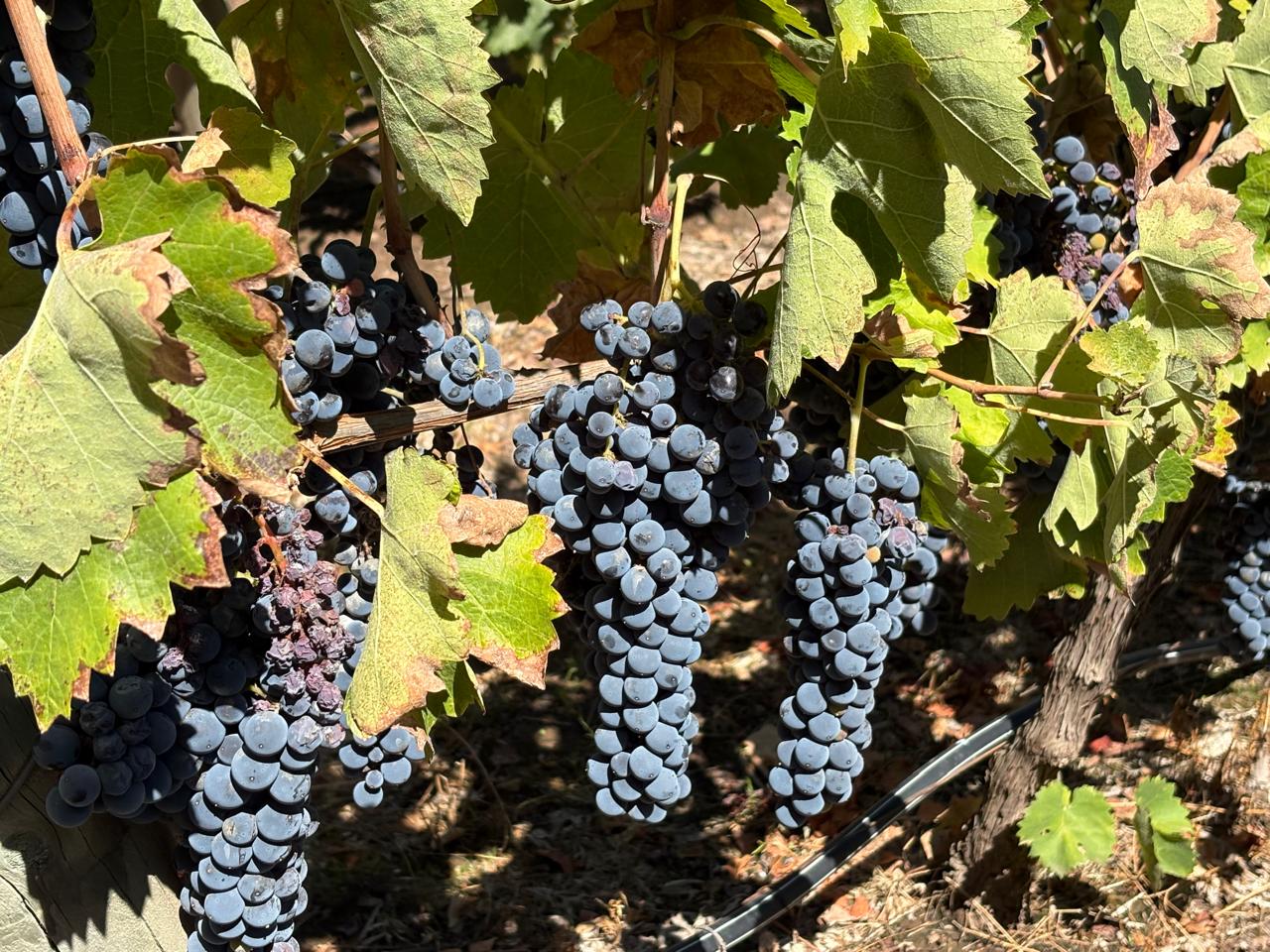 Temporada da colheita: entre fevereiro e final de abril, ainda há a chance de ver os vinhedos carregados de uvas e prová-las