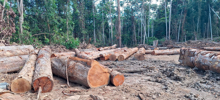 Fachin determina retirada de invasores da Terra Indígena Cachoeira Seca, no Pará