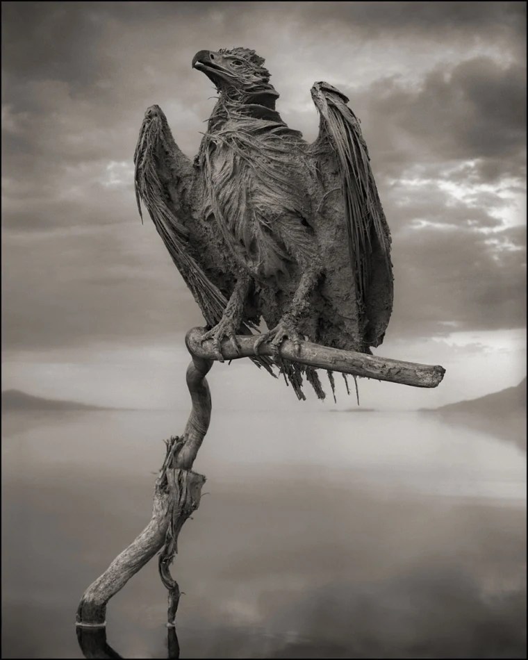 Águia petrificada