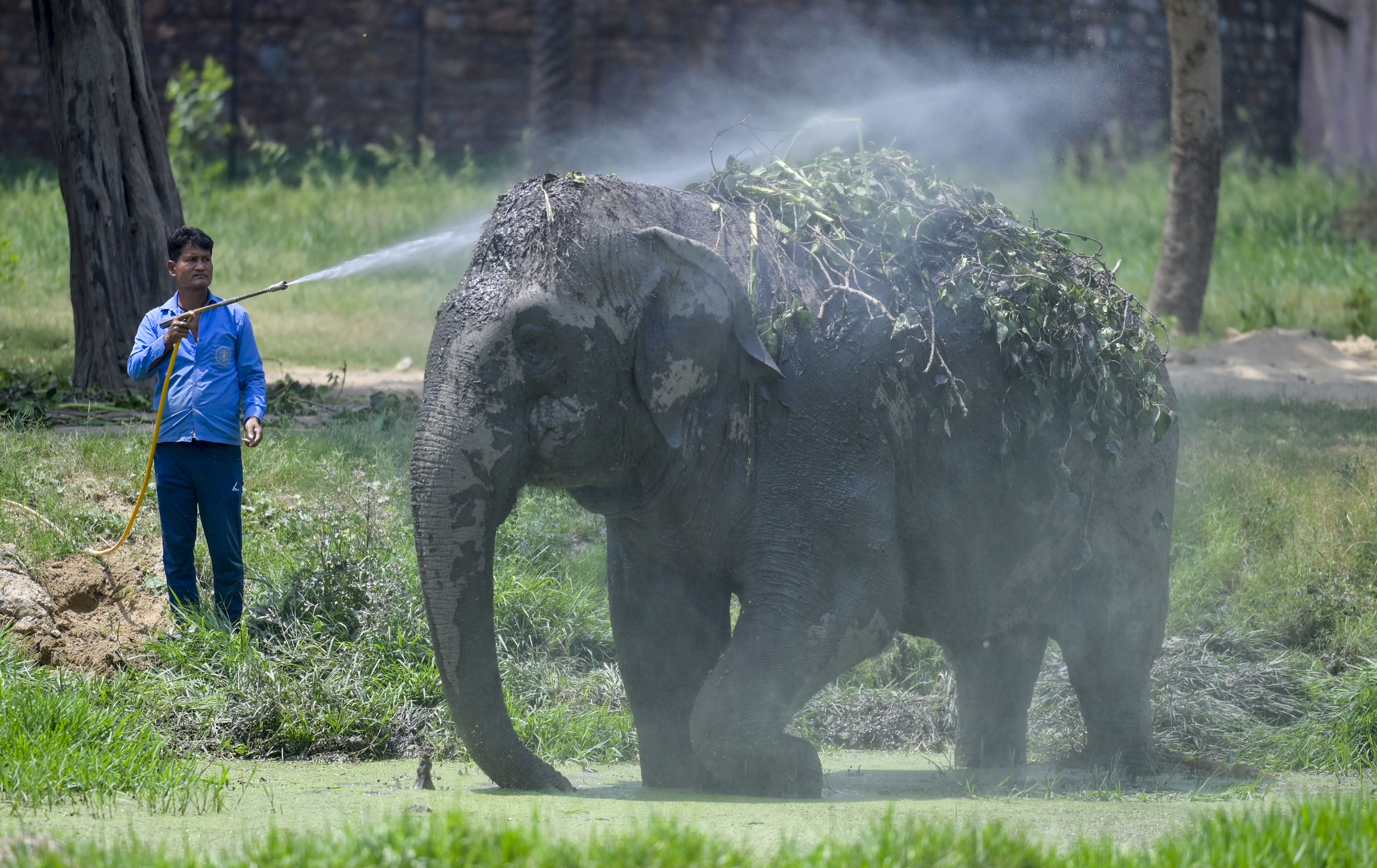 Funcionário refresca elefante com jato d’água em zoológico de Nova Déli durante onda de calor que levou temperaturas a quase 44 °C na capital indiana