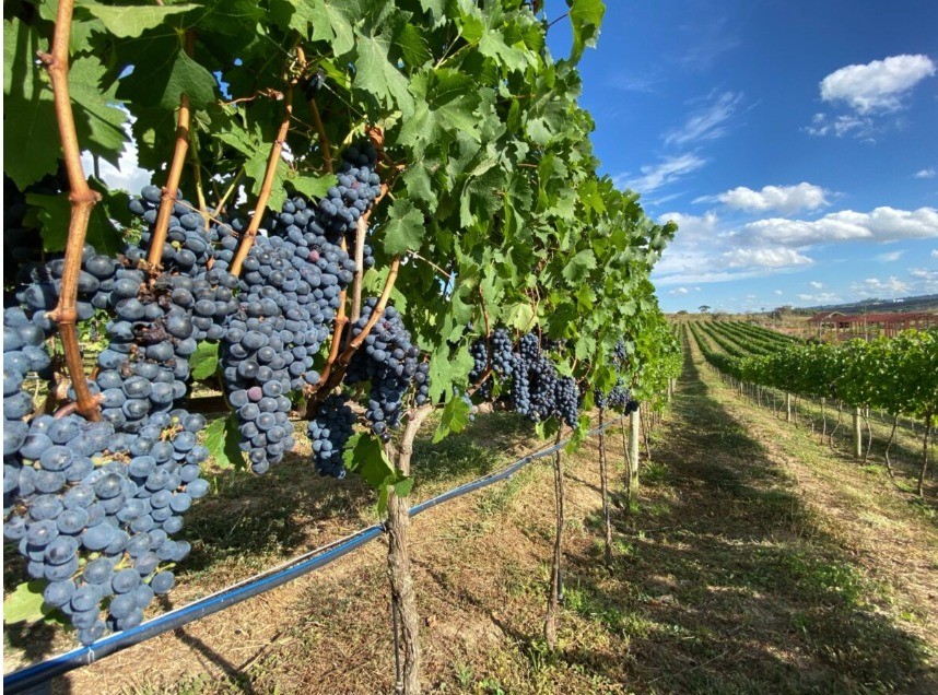 O vinho que nasceu no terroir de Lula na zona do agreste de Pernambuco
