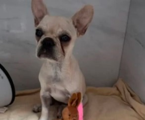 budogue de 3 meses que ingeriu 55 pedras de crack