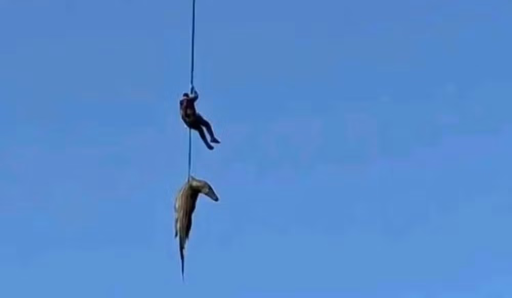 Crocodilo com restos humanos no estômago é encontrado pela polícia