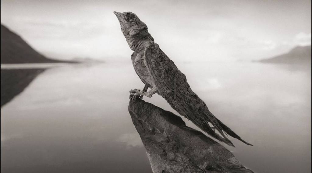 Fotógrafo registra imagens de lago que petrifica animais na África
