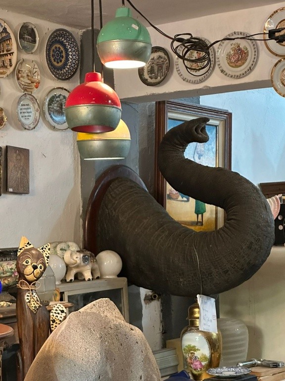 PF apreende tromba de elefante asiático em antiquário no Rio de Janeiro