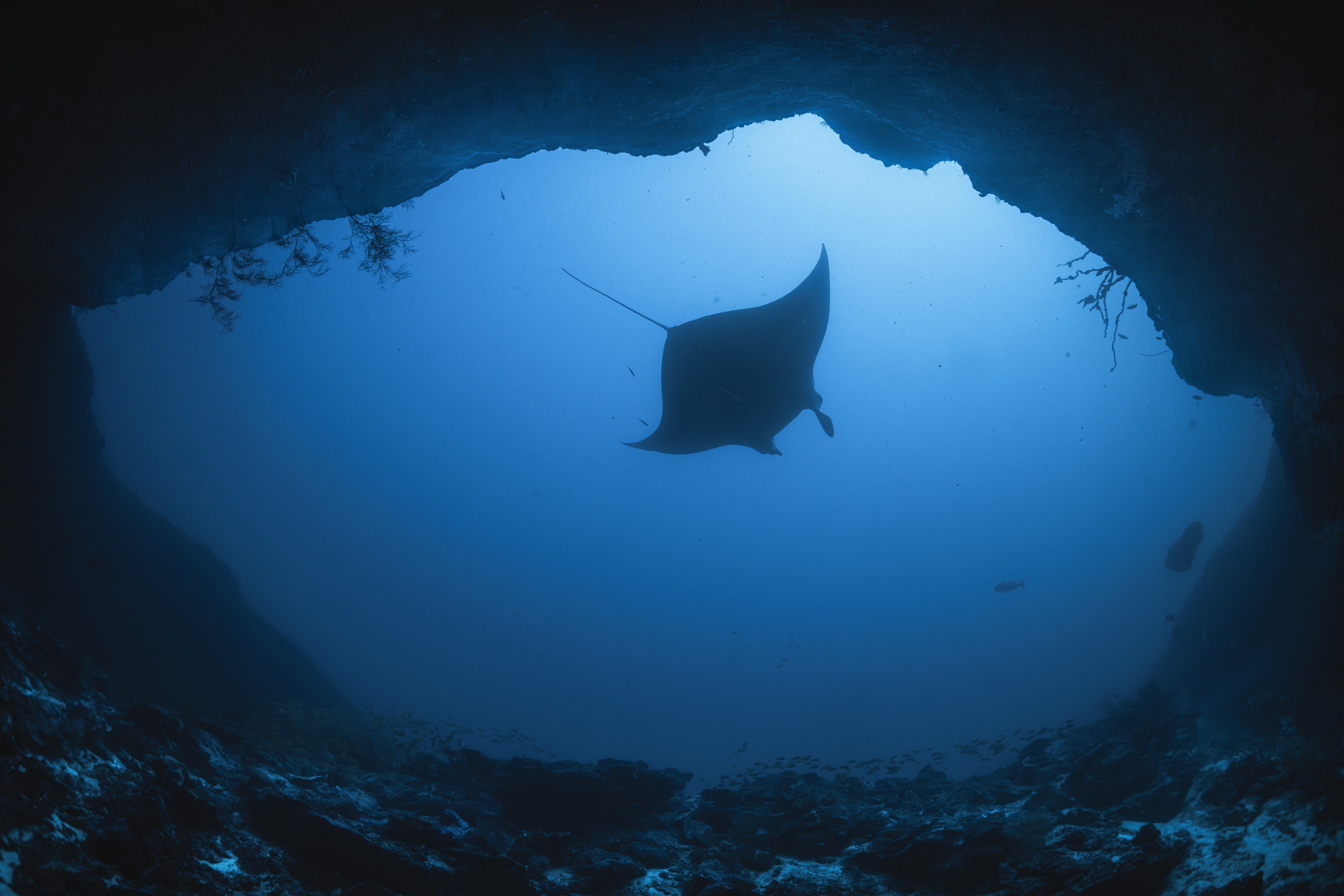 Vulcão submerso no pacífico serve como berçário natural para raias
