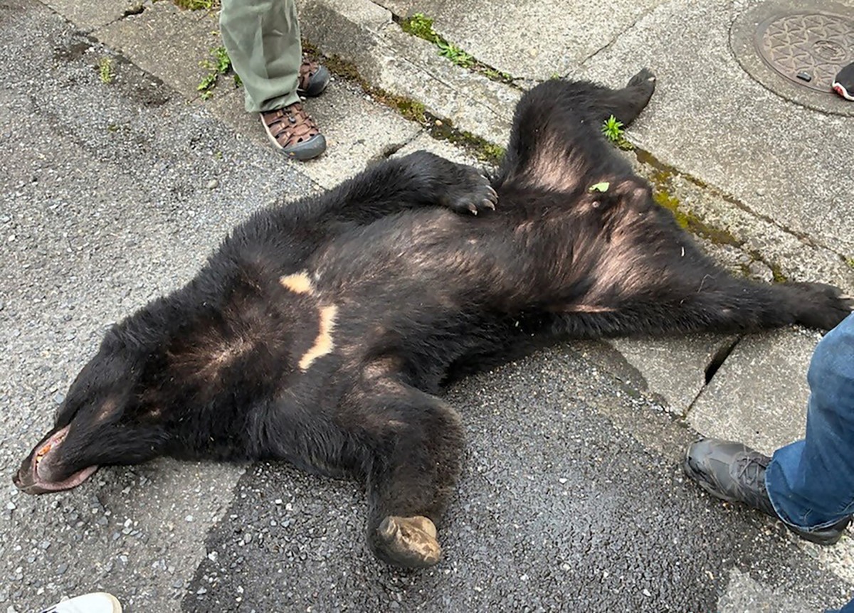 Como foi a captura do urso que causou pânico em povoado no J