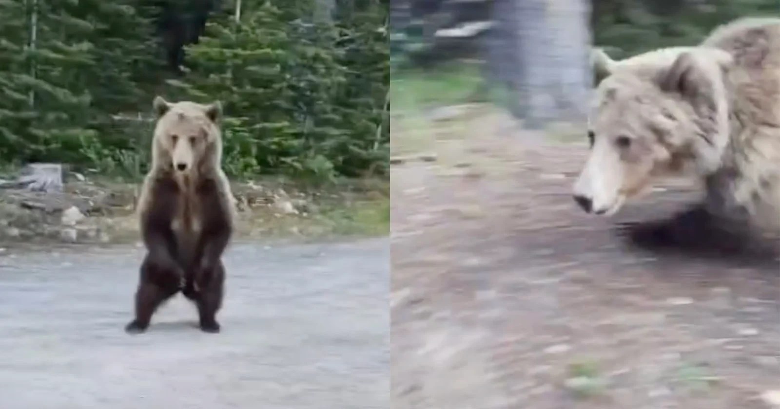 Ataque de urso-pardo