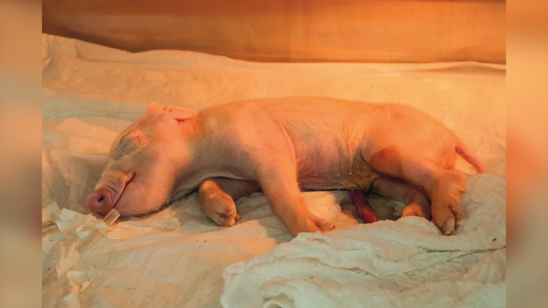 Xenotransplante: o primeiro porco criado no país para doar órgãos a humanos