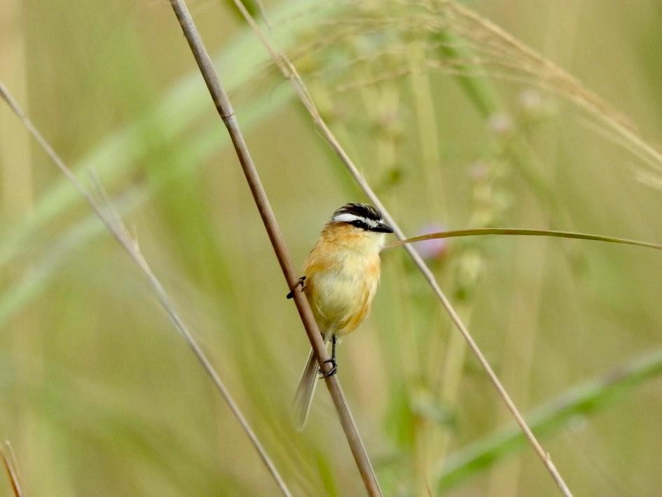 Programa oferece bolsas para pesquisas de campo envolvendo m