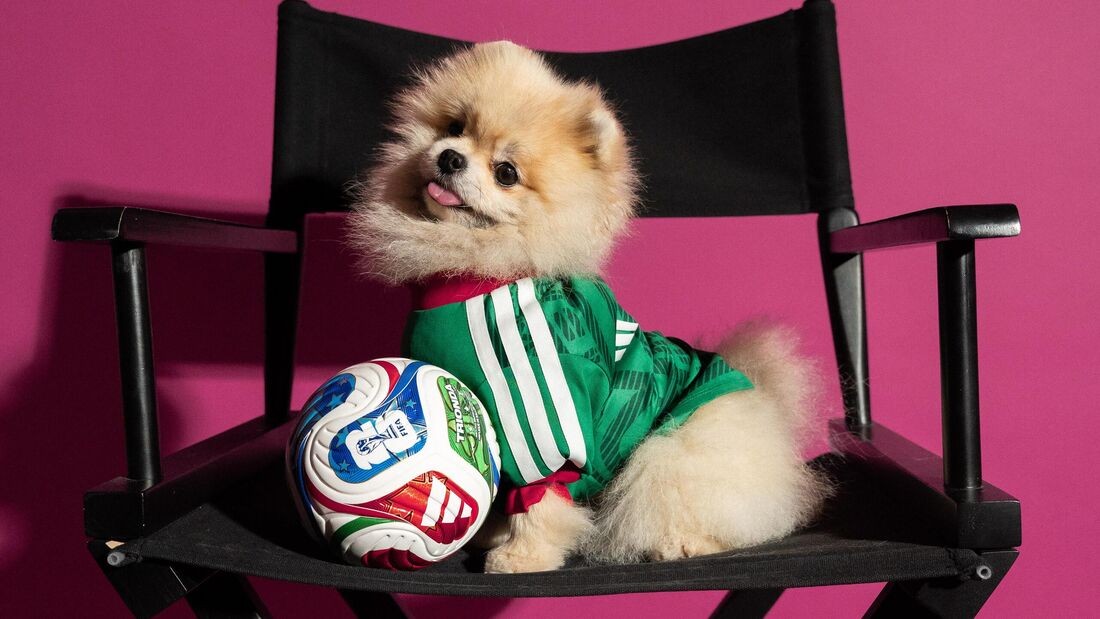Cachorro da raça Lulu da Pomerânia, com pelo creme e focinho preto, sentado em uma cadeira de diretor preta, vestindo uma camisa de futebol verde com listras brancas e gola vermelha. Ao lado, uma bola de futebol branca, azul e vermelha. O cãozinho tem a língua levemente para fora e olha para frente, com um fundo rosa vibrante
