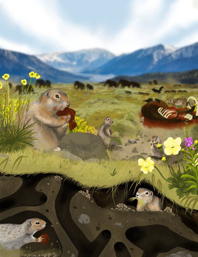 Ilustração de um campo com mamutes ao fundo e esquilos-terrestres em primeiro plano. Um esquilo grande come algo vermelho, outro pequeno observa. À direita, um leopardo e corvos perto de uma carcaça. Abaixo, um corte transversal mostra tocas subterrâneas com esquilos armazenando comida e outro saindo da toca
