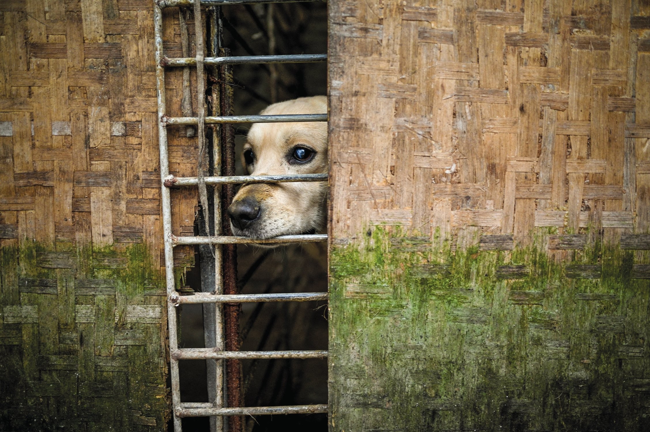 INDEFESO - Crueldade com cães: uma das vítimas do zoossadismo