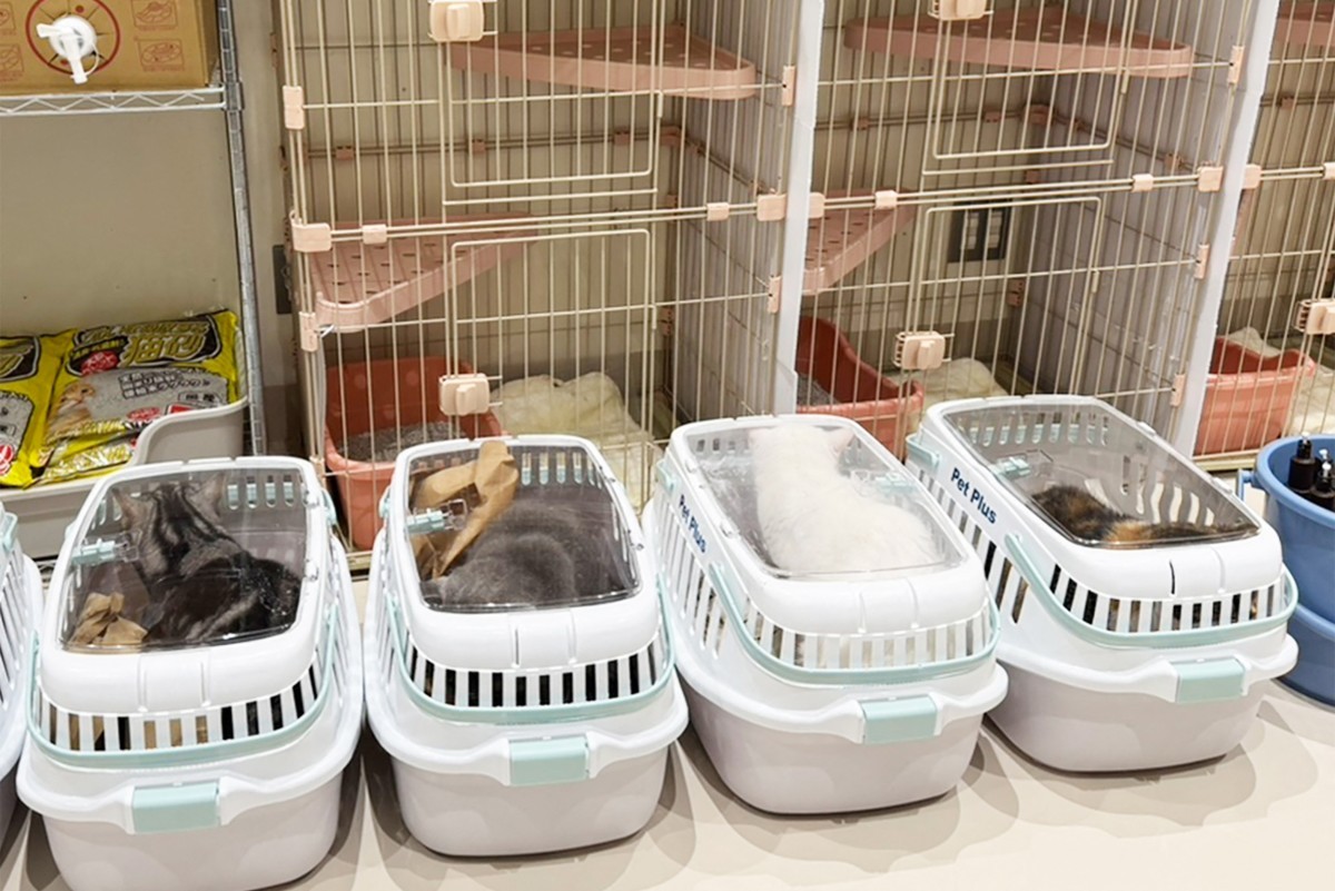 Gatos resgatados do shopping Aeon, após terremoto no Japão.
