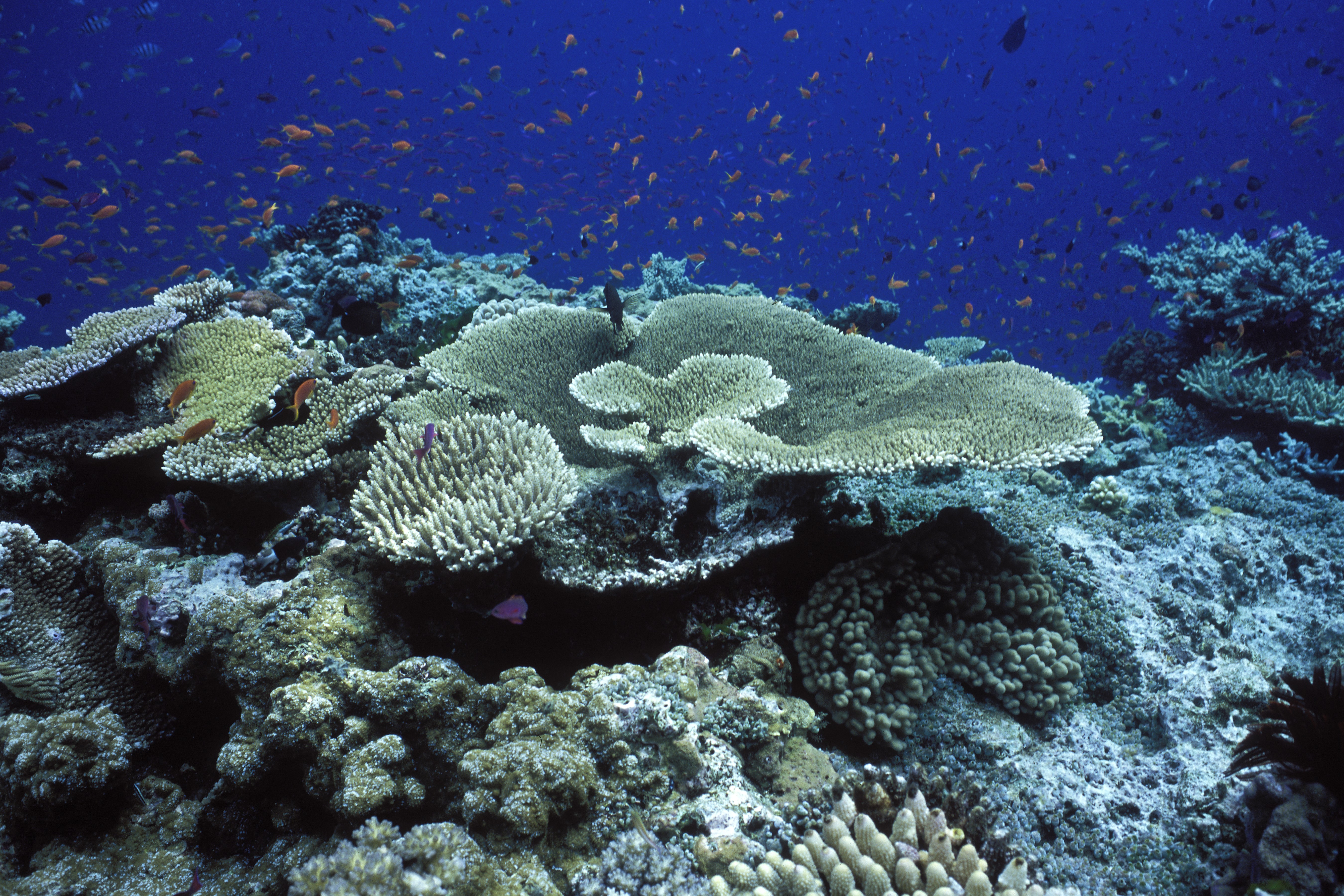 Recife de coral subaquático com diversas formações em tons de verde e bege, e pequenos peixes laranja nadando em águas azuis profundas