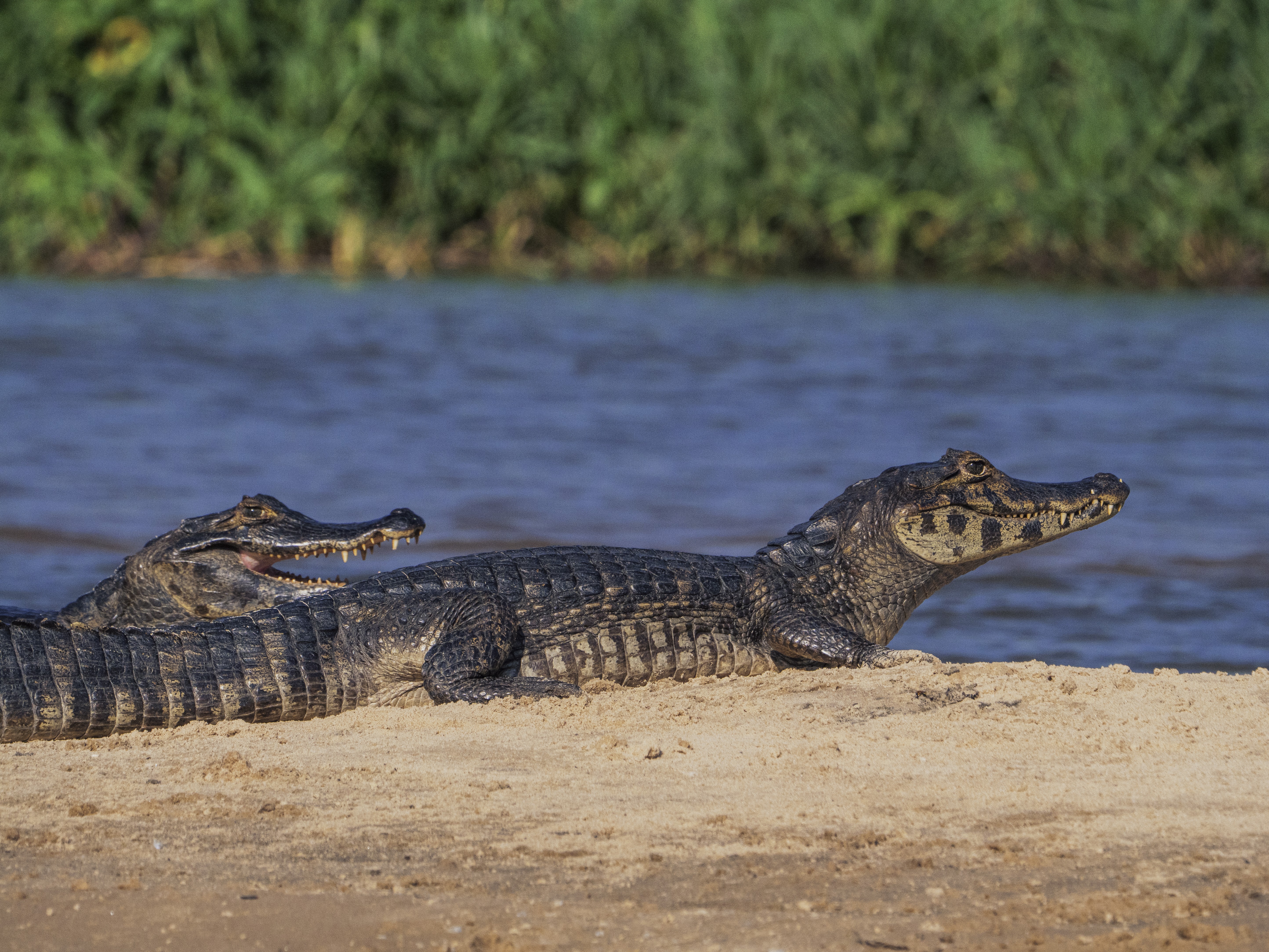 Dois jacarés-do-pantanal deitados na areia clara de uma margem, com um rio azul ao fundo e vegetação verde densa na outra margem. O jacaré da frente está com a boca fechada, olhando para a direita, e o de trás tem a boca aberta, mostrando os dentes afiados