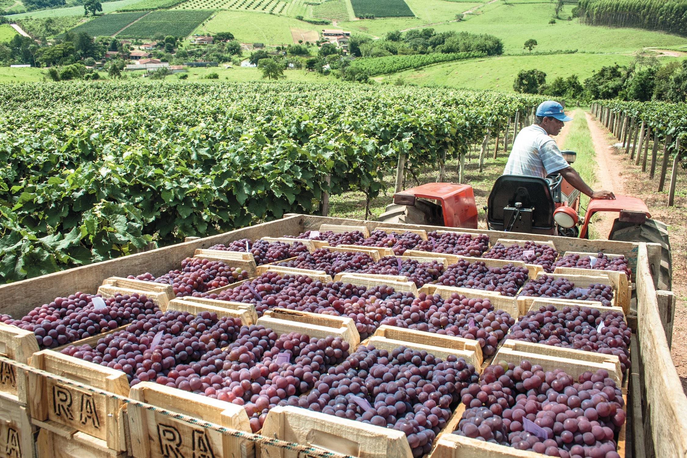 TEMOR - Colheita de uva no Brasil: com encargos mais altos, o vinho nacional pode ser esmagado pelos europeus